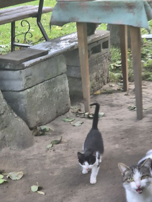 Kotki  oddam w dobre ręce