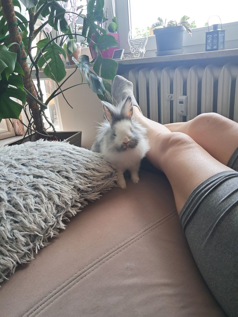 Oddam młodego królika w dobre ręce