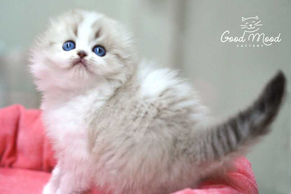 Блакитнооке породісте кошеня. Хайленд фолд.