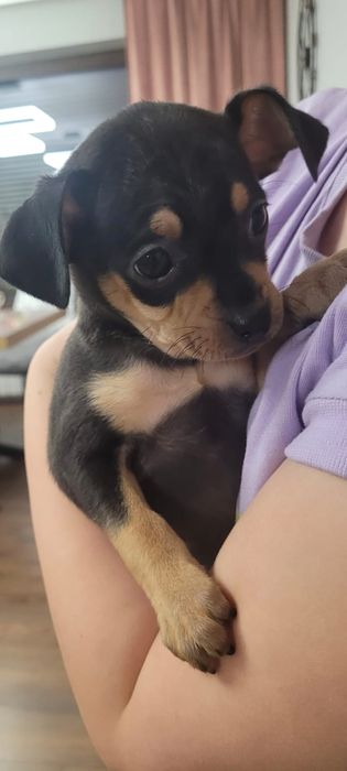 Oddam pieski w dobre ręce