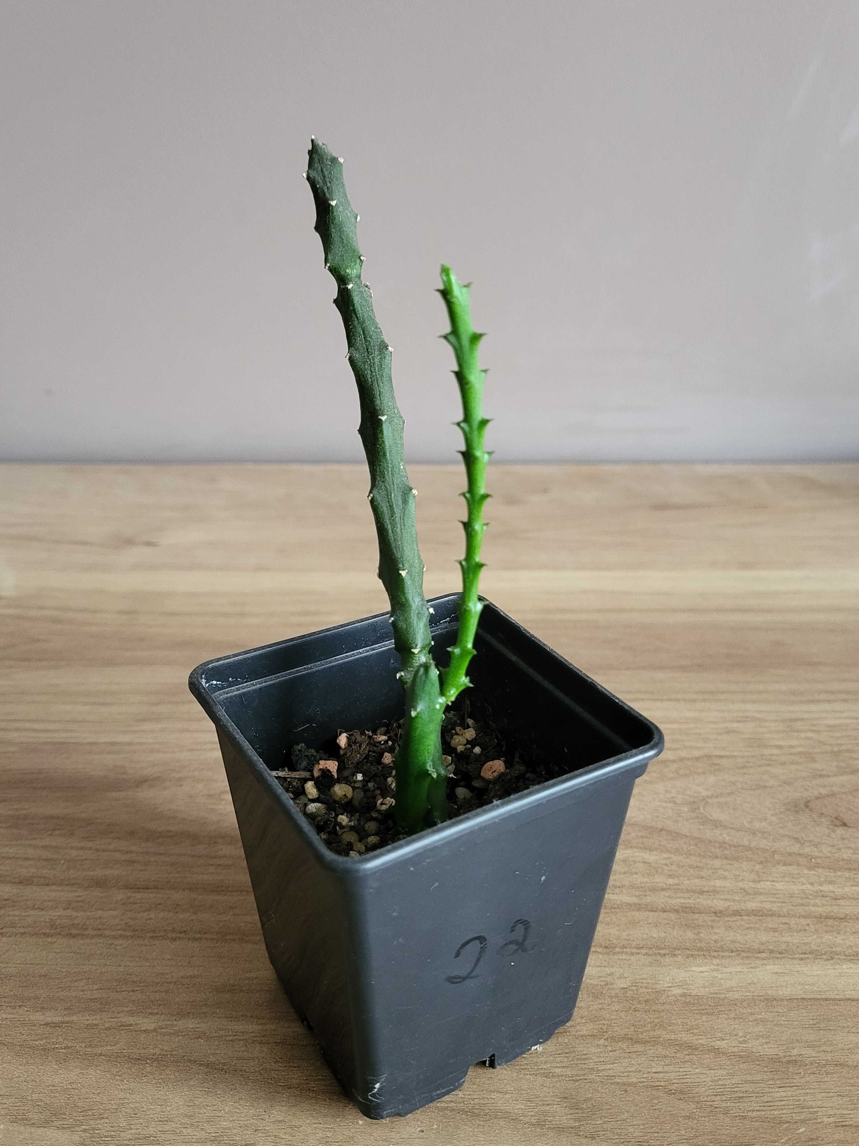 Sukulent Ceropegia Stapeliiformis v.serpentina