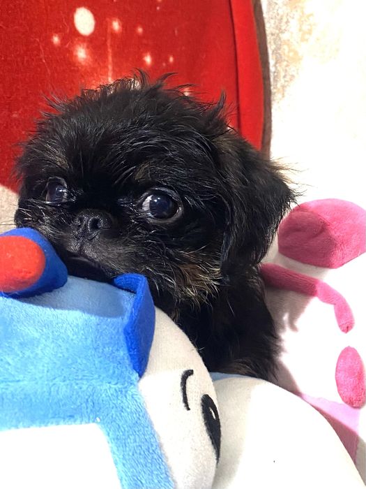 Мальчики, бельгийские гриффоны