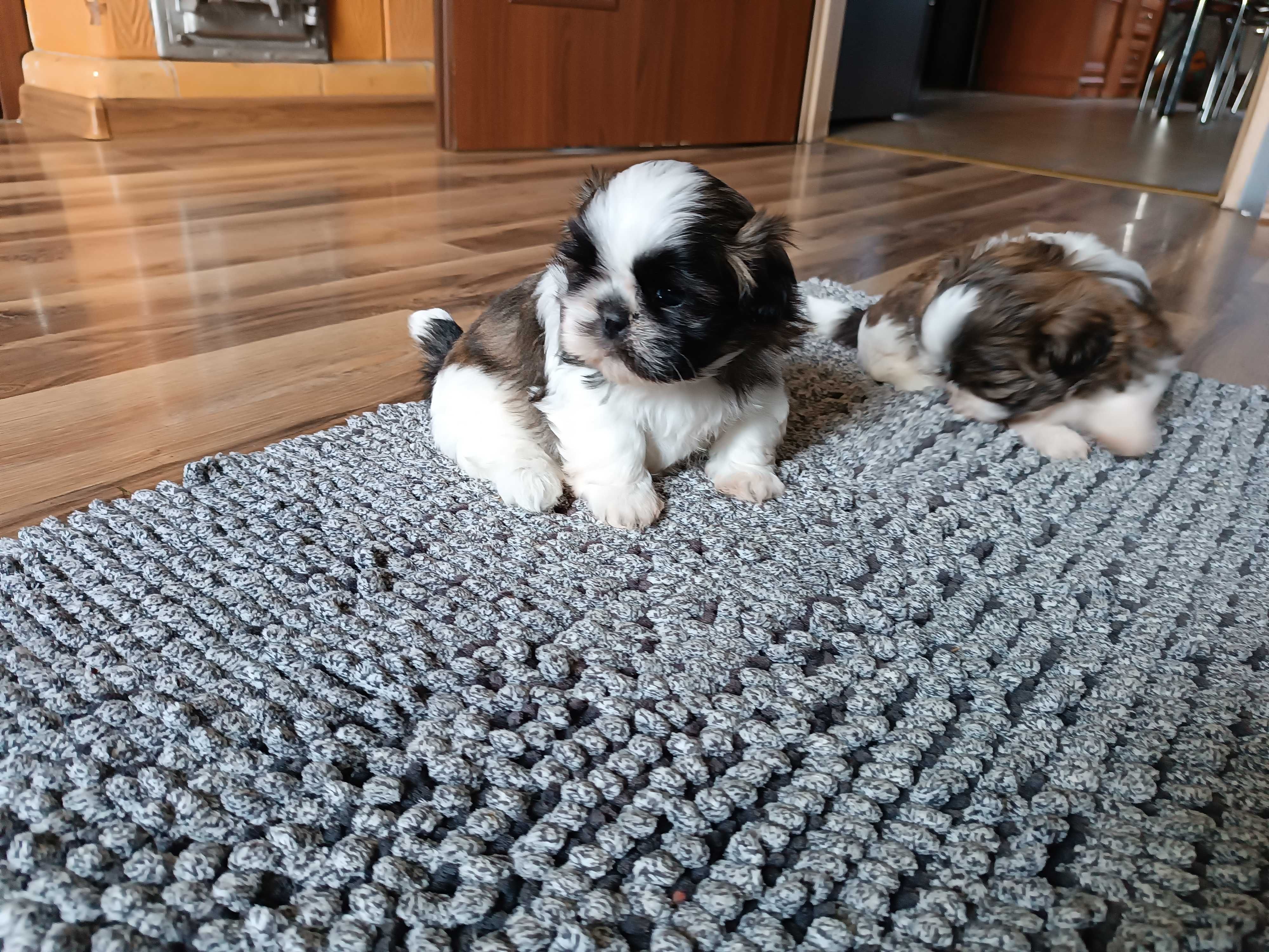 Szczeniak shih tzu