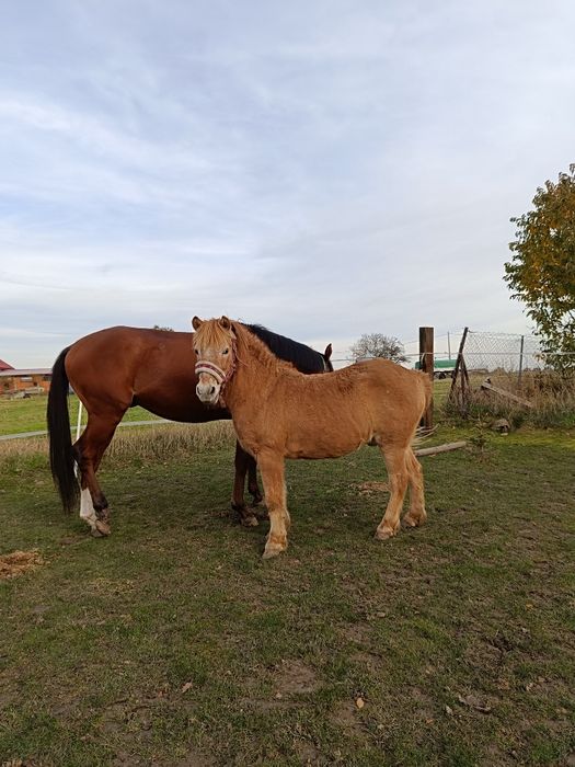 Kucyk wałach do skoków