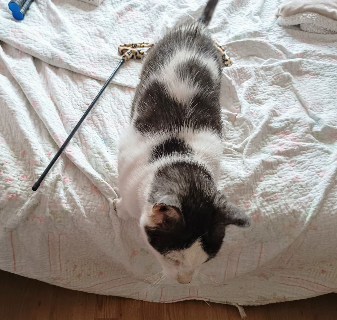 Porzucony Kropson szuka nowego domu!!!