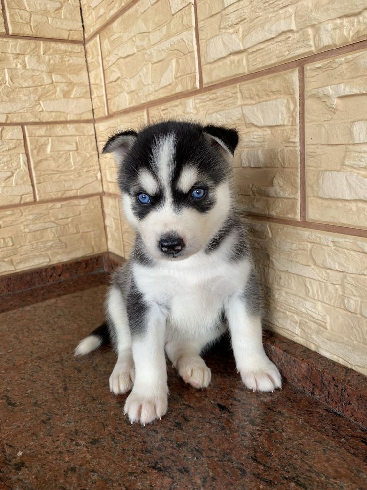 Husky Syberyjski