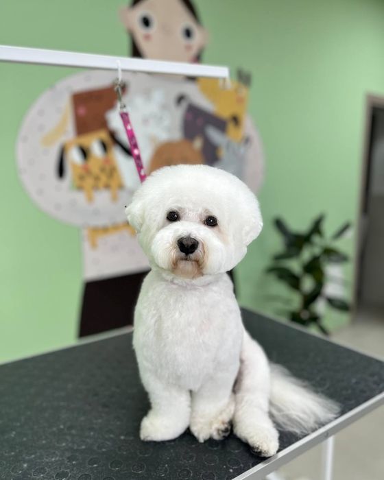 Бішон фрізе в'язка