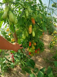 Rozsada sadzonki pomidorów honey moon f1 aurija cornabel f1 100% EKO