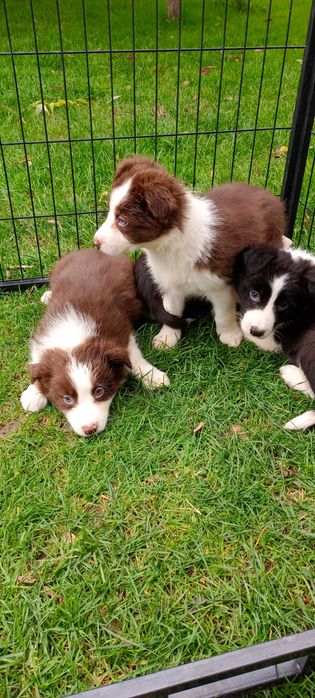Border collie -suczka