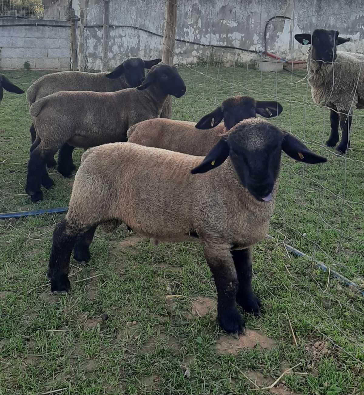 Borregos / Borregas da Raça Suffolk Puros