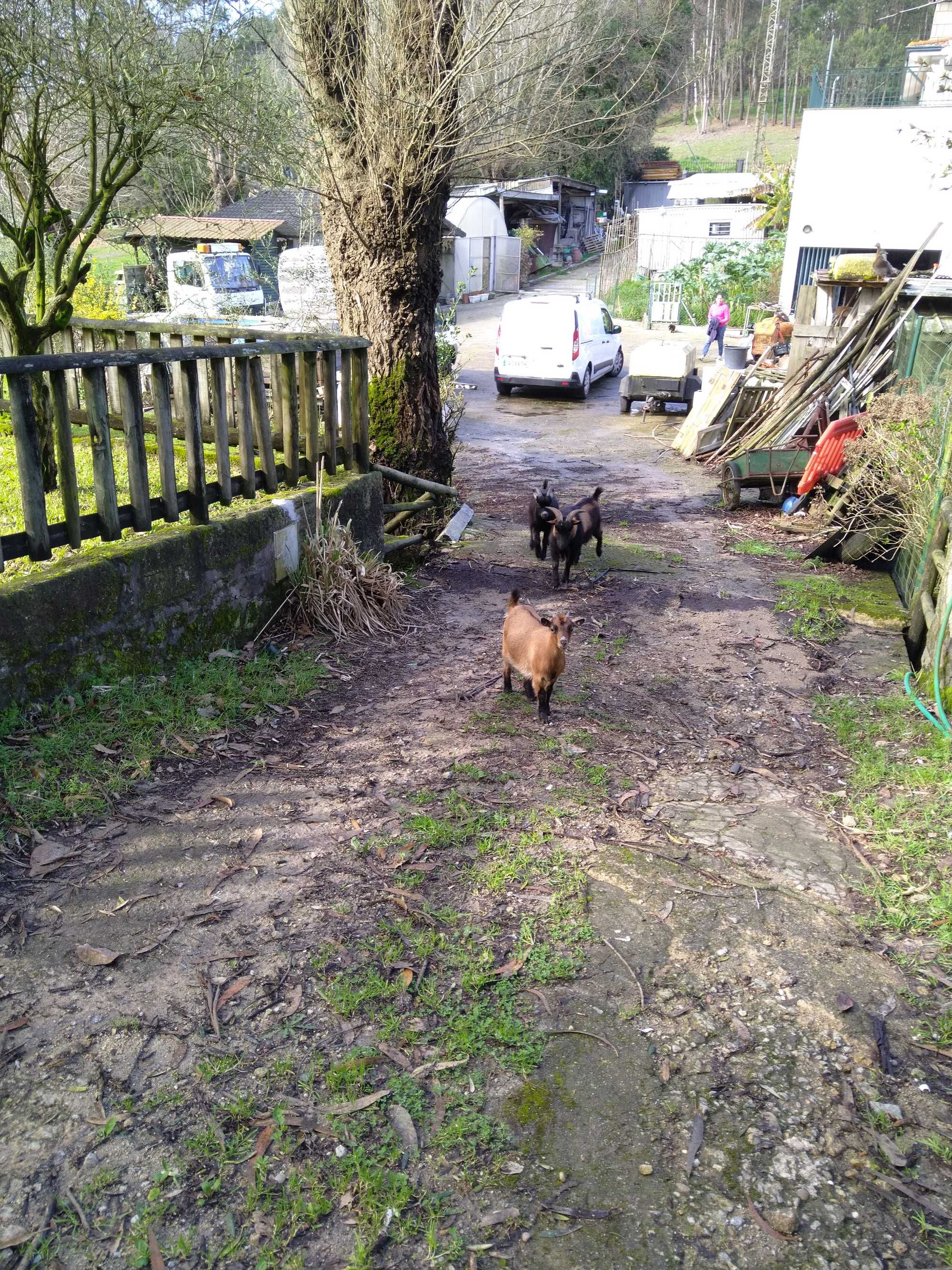 Cabras anãs machos