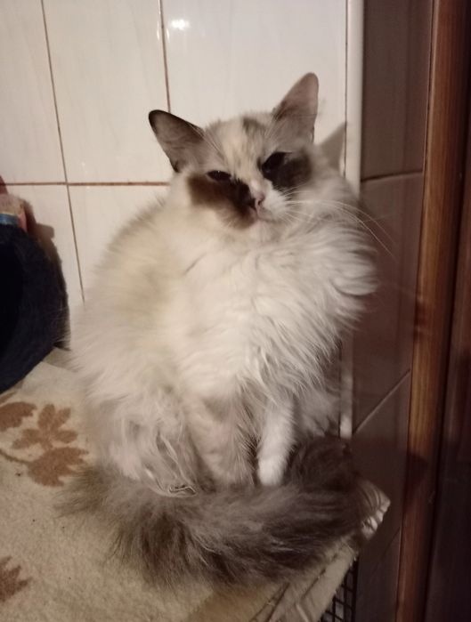 Ragdoll kotka czteroletnia