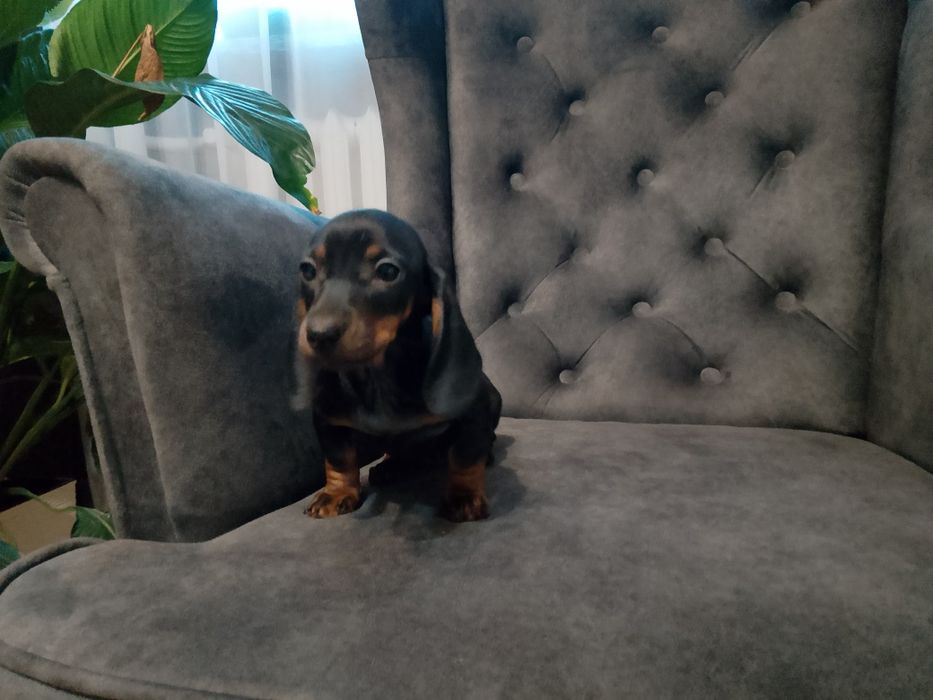 Jamnik szczeniak piesek