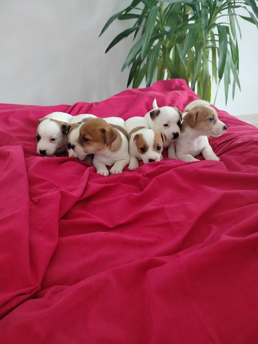 Jack Russell Terrier suczka