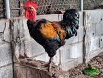 Galos,galinhas e frangos