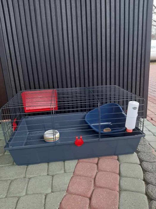 Króliki baranek miniaturka karzełek mini lop