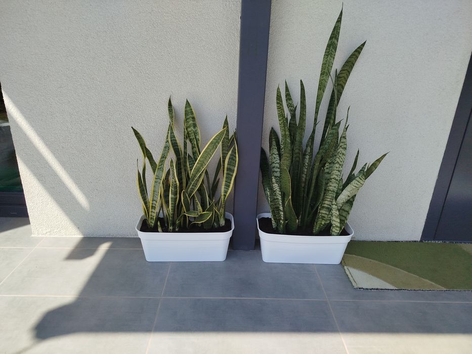 Кімнатні рослини, вазони