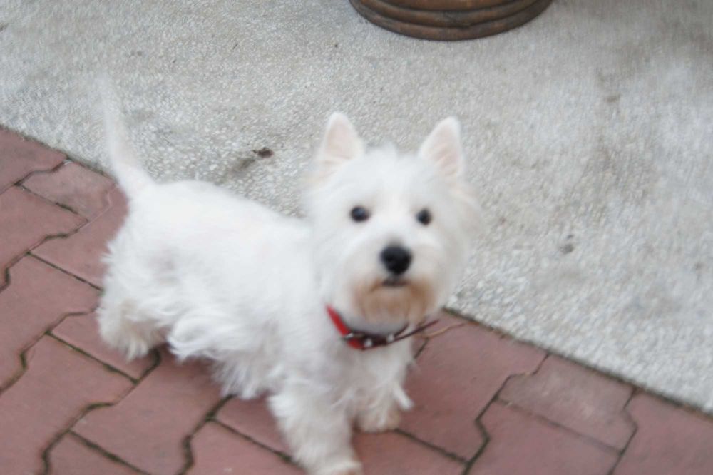 szczeniak west higland white terrier