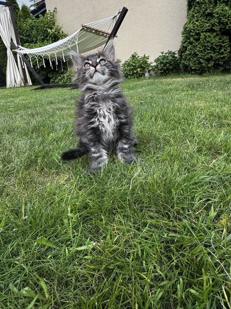 Kocurek maine coon do odbioru