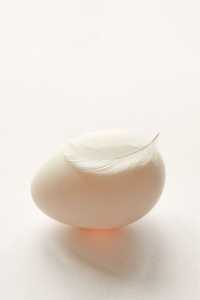 Яйца для инкубатора различных пород уток