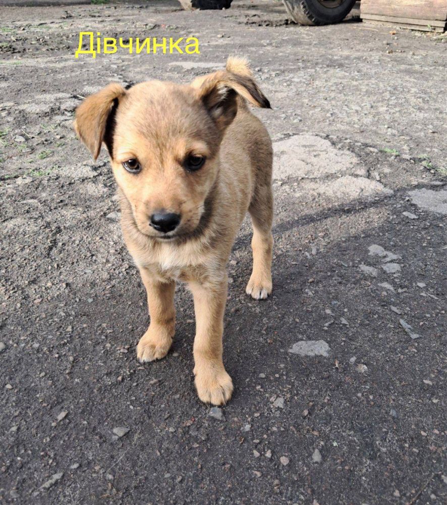 Віддам безкоштовно собак
