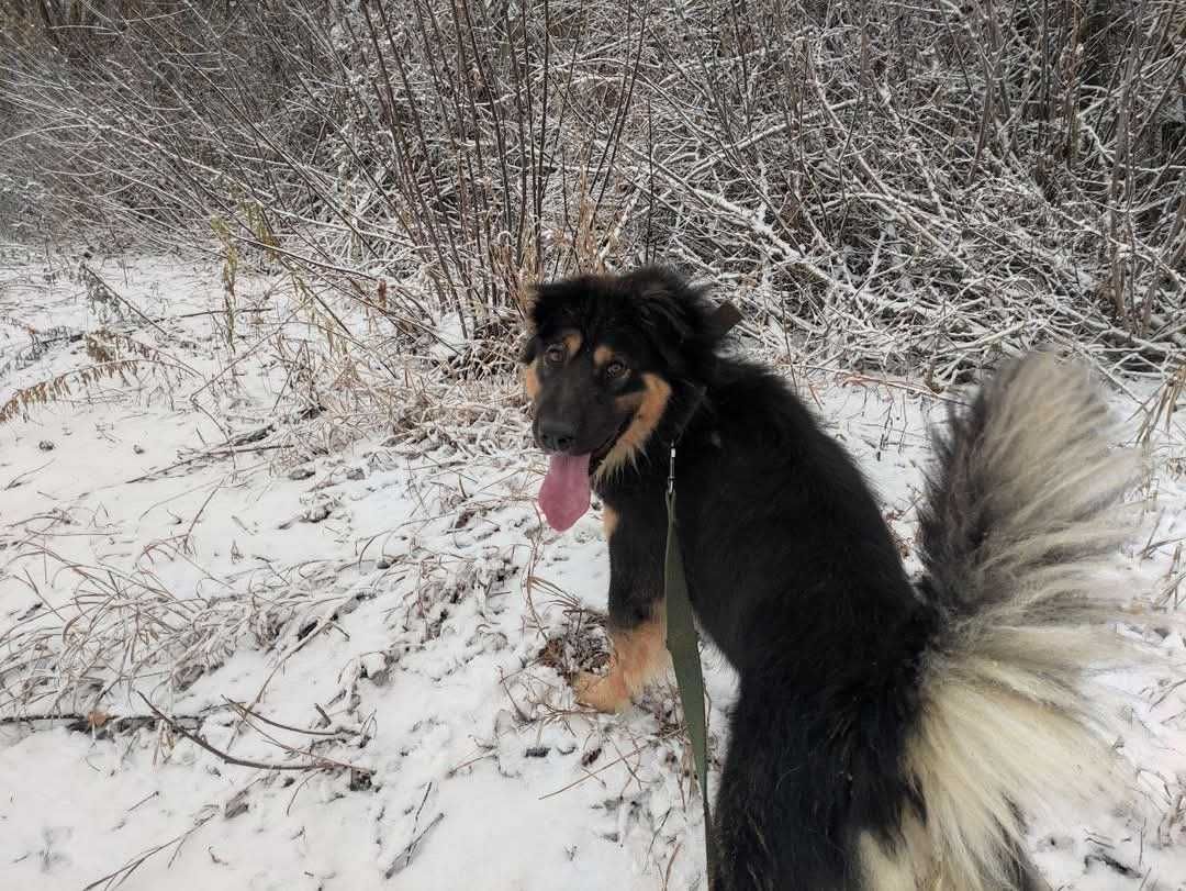 Собачкам з приюту потрібні родини