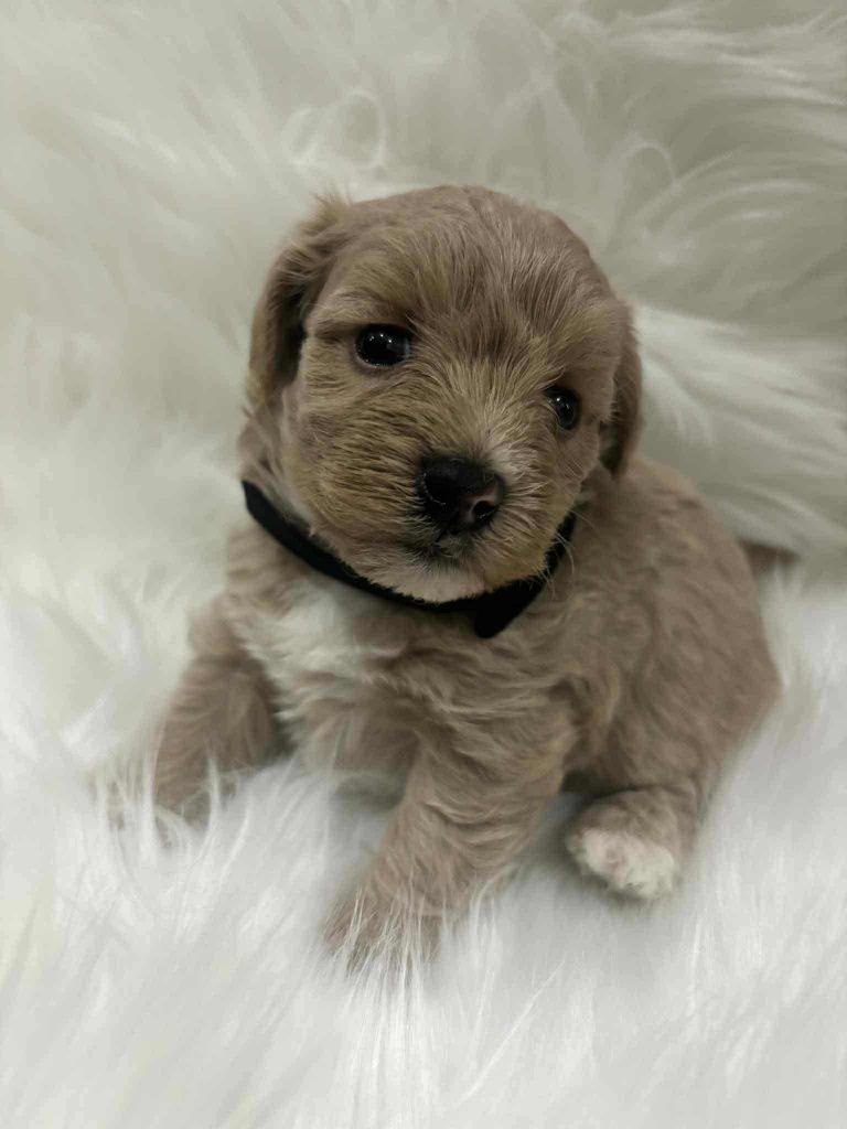 Maltipoo chlopak