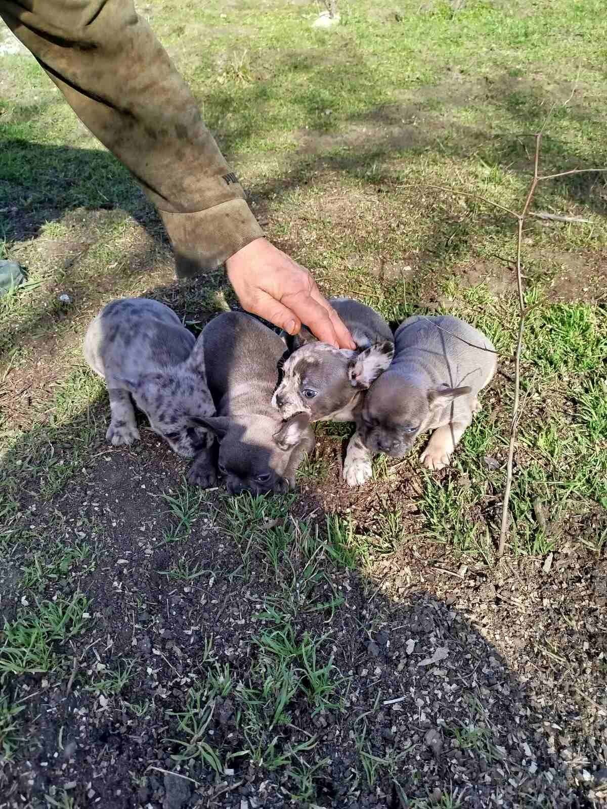 Французские бульдожки