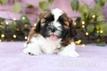 Shih Tzu Tricolor