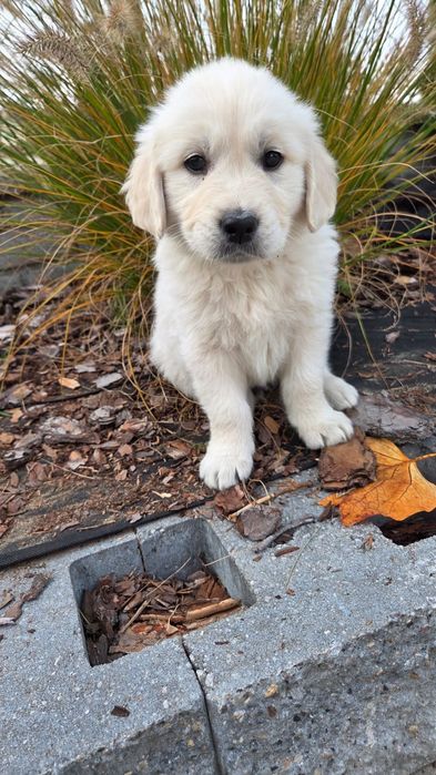 Golden Retriever Piesek