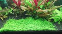 Planta de aquário - Hemianthus 'Cuba' / Eleocharis acicularis 'Mini'
