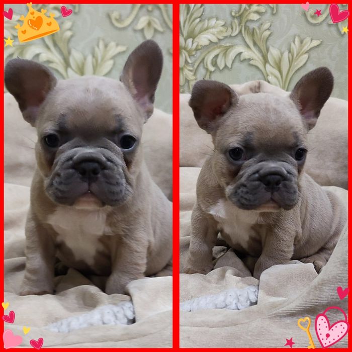 Лагідний малючок