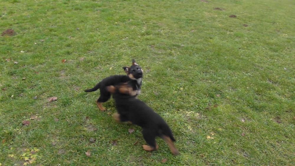 Owczarek Niemiecki Krótkowłosy FCI SZCZENIAK czarny podpalany piesek