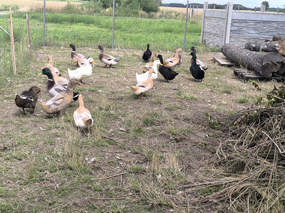 Sprzedam tuszki kaczek