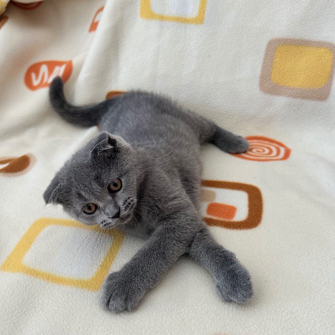 Scottish Fold macho