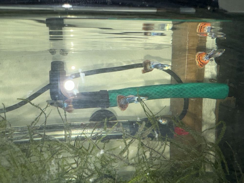 Guppys e camarões