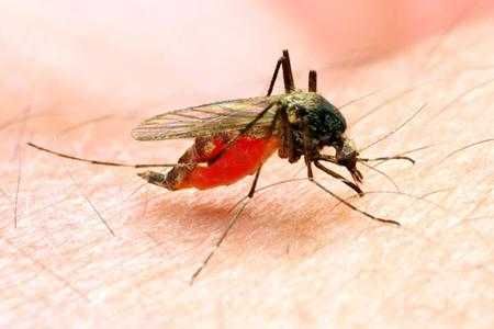 Profesjonalne zwalczanie komarów i kleszczy