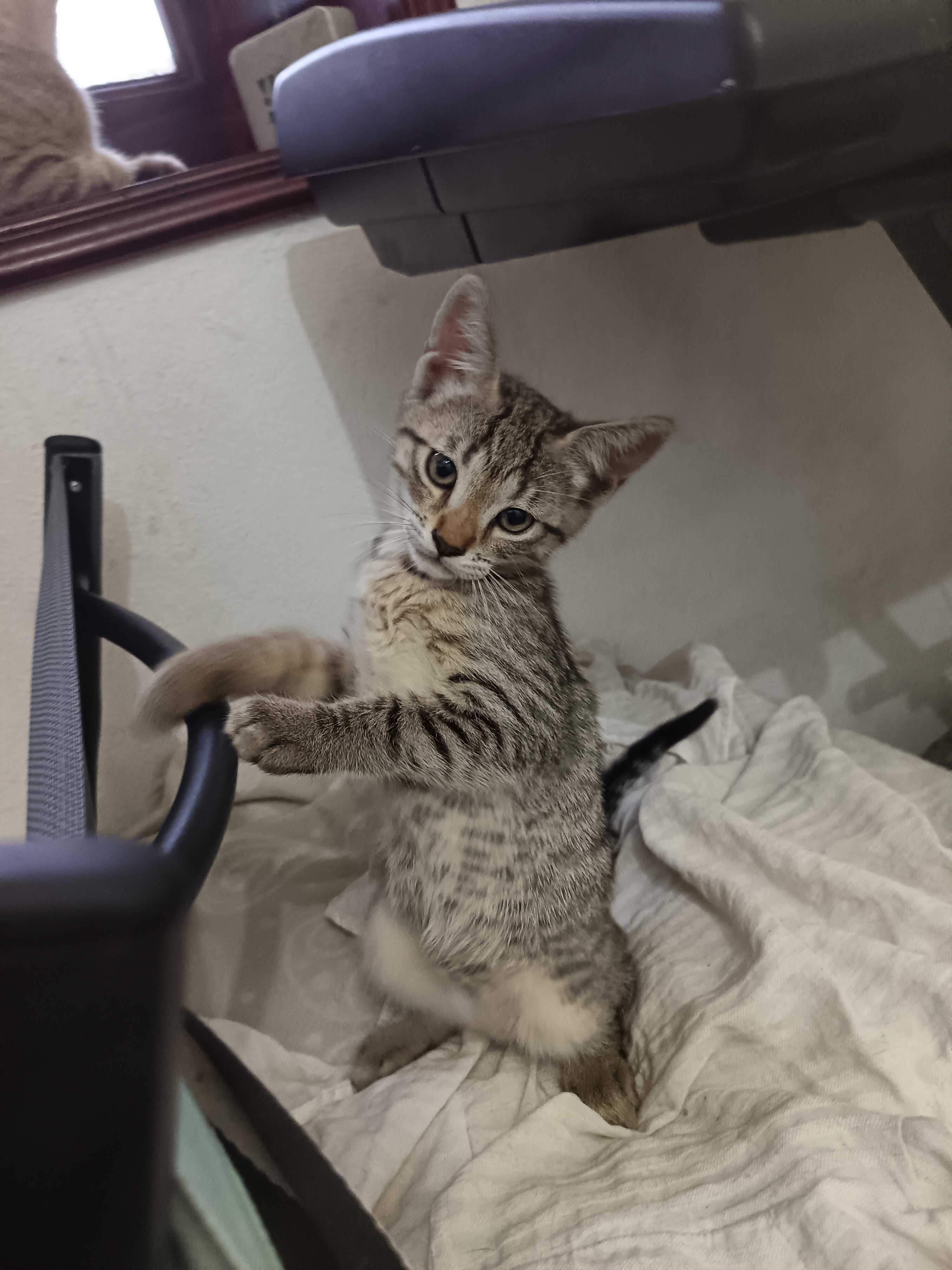 Gatinho adorável para oferecer