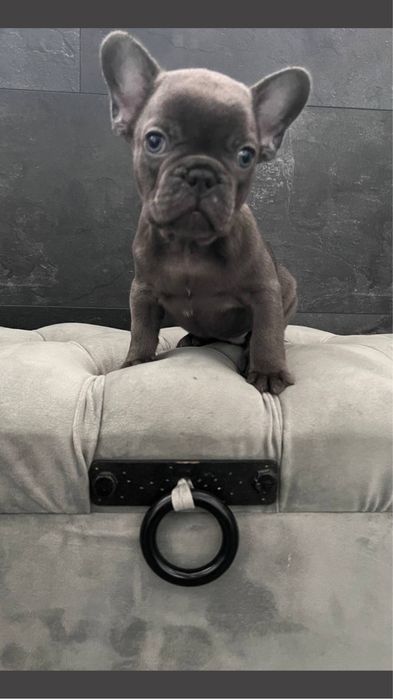 Міні міні хлопчик блакитного кольору, ніжний і лагідний хлопчик