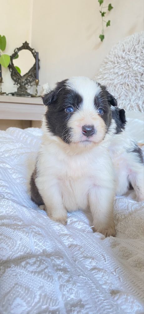 Border collie chłopiec  z rodowodem