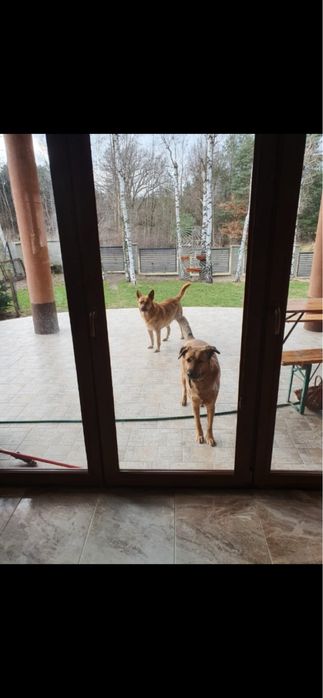 Pilnie potrzebny dom lub najlepiej dwa  domy