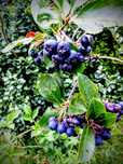 Aronia, owoce aronii, aronie z własnego ogródka nie pryskane