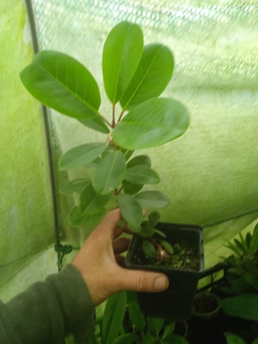 Рододендрон Фаржа. Rhododendron fargesi