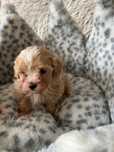 Maltipoo  Laleczki