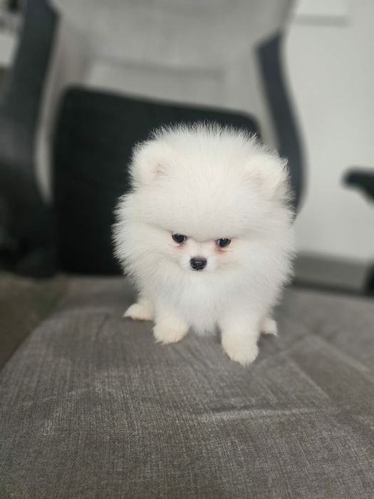 Spitz alemão anão branco