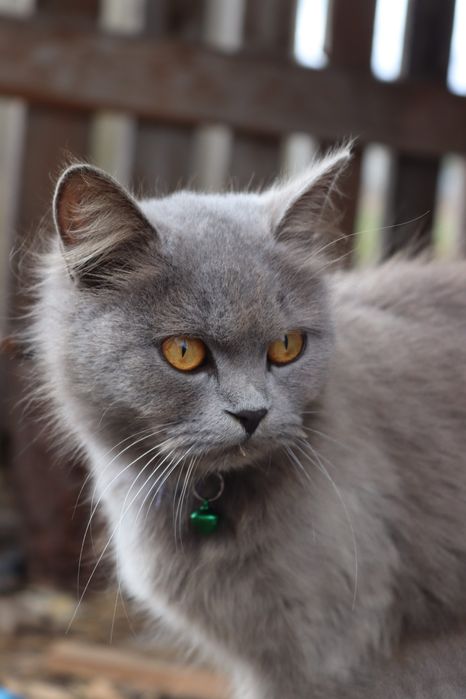 Котик і кішечка сіренькі