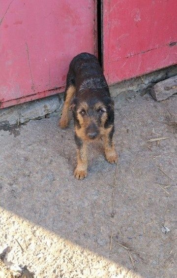 Niemiecki terier mysliwski