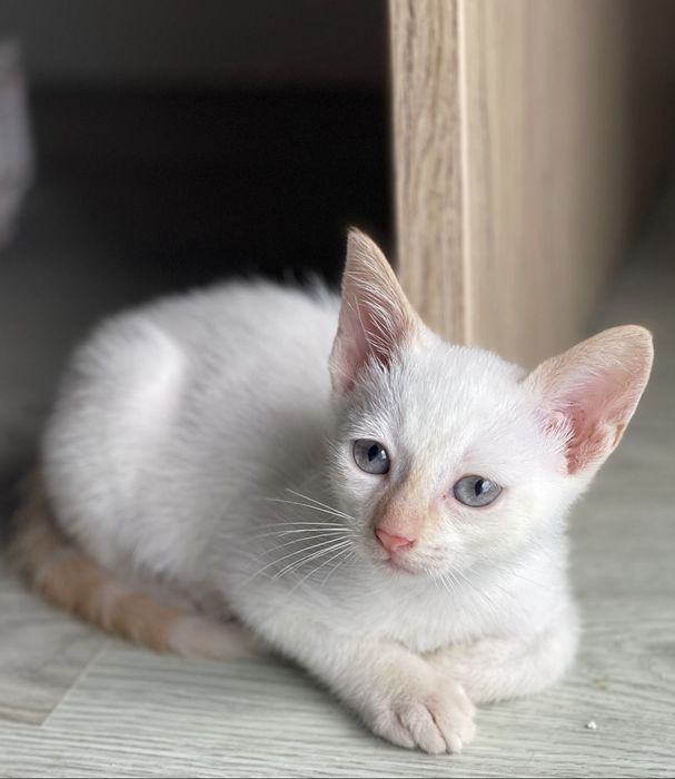 Duas gatas bebes - para adoção conjunta