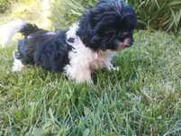 Szczeniak Shih tzu