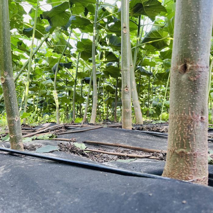 Павловнія для дров, Павловния промышленная, Pao-Tong Стовбур 2см